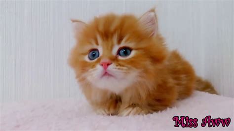 Cute Kitten Compilation Youtube