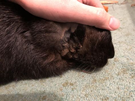 Matting And Dry Skin Around Chin Rabbits