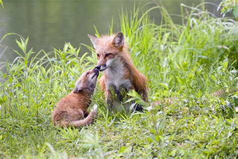 Red Fox Dad And Baby 2 Photograph By Jennifer Richards