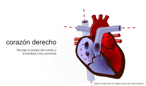311 ¿cómo Funciona El Corazón Asese05 Atención Sanitaria En