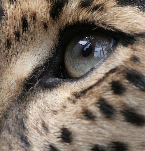 Amur Leopards Eye Amur Leopard Leopard Eyes Leopards