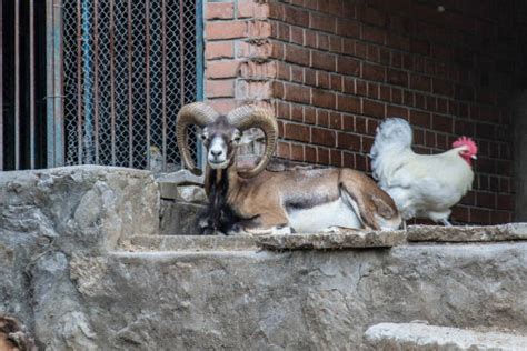 Corsican Mouflon Stock Photos Pictures And Royalty Free Images Istock