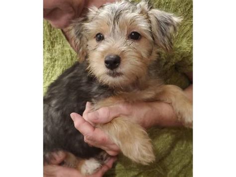 3 Shorkie Puppies in Akron, Ohio - Puppies for Sale Near Me