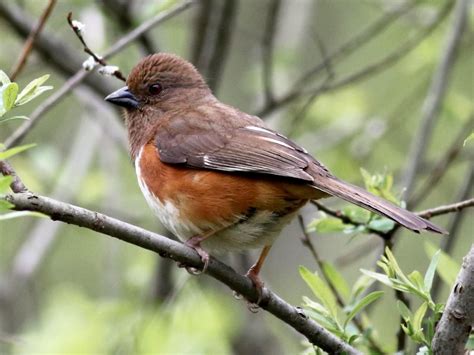 Spotted Towhee Similar Species To All About Birds Cornell Lab Of