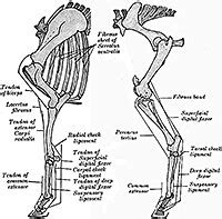Look i made a thing! Canine Forelimb Anatomy - Anatomy Diagram Book
