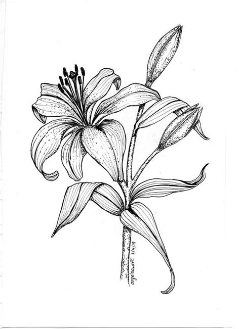 Lilies Black And White Drawing Cigaretteadapterseller