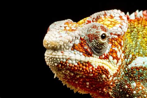 Close Up Of The Eye Of A Panther Chameleon Furcifer Pardalis Stock