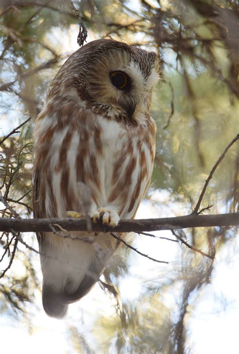 Northern Saw Whet Owl Habitat