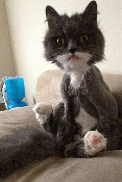 31 Cats Who Have Seen Things You Wouldnt Believe Funny Cat Pictures