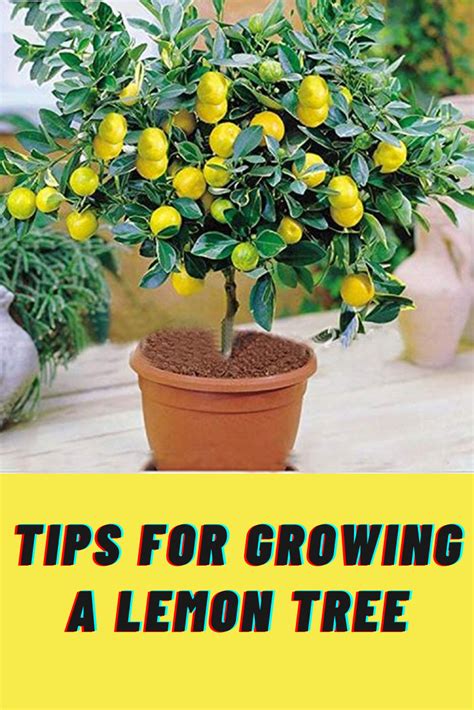 How Many Seeds To Grow A Lemon Tree