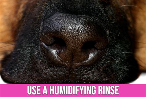 Top 10 Ways To Cure Dogs Dry Nose Problem