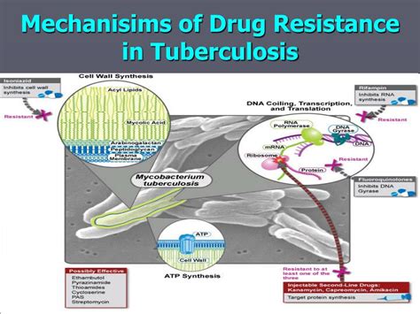 ppt tuberculosis and drug resistance powerpoint presentation free