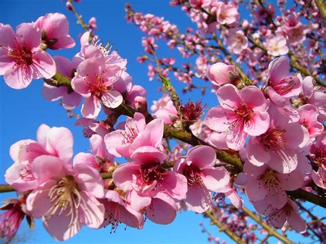 Apr 07, 2020 · les arbres à fleurs roses. Images Gratuites : arbre, la nature, fleur, ciel, champ ...