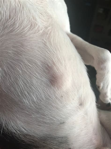 I Just Noticed A Squishy Lump In The Center Of My Dogs Chest Oval
