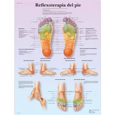 Reflexoterapia Plantar Anatomical Charts And Posters
