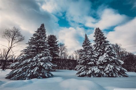 Winter Snow Pine Trees Landscape Nature Ultra Hd Desktop Background