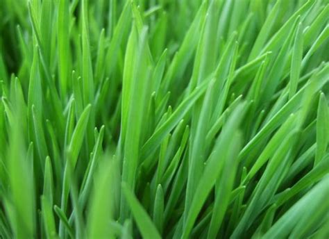 3 Easy Tips To Growing And Juicing Your Own Wheatgrass Organic Authority