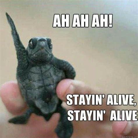 29 Hilarious Turtle Memes That Are So Funny Theyre Actually Dangerous