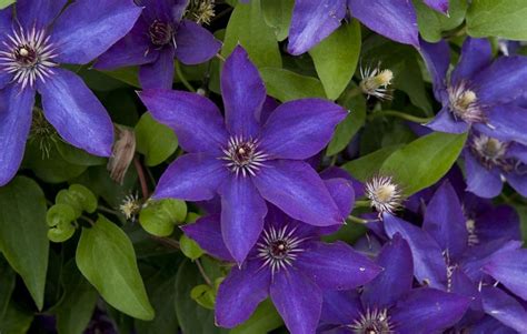 Clematis is a botanical source for various pharmaceutically active components, which has been used in traditional chinese medicine for thousands of years. The President Clematis | Vanstone Nurseries