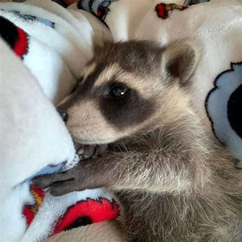 Mammal Baby Raccoon Pups Exotic Animals For Sale Price