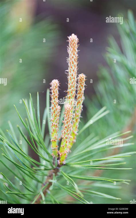 Scots Pine Pinus Sylvestris Male Flower Head Stock Photo Alamy