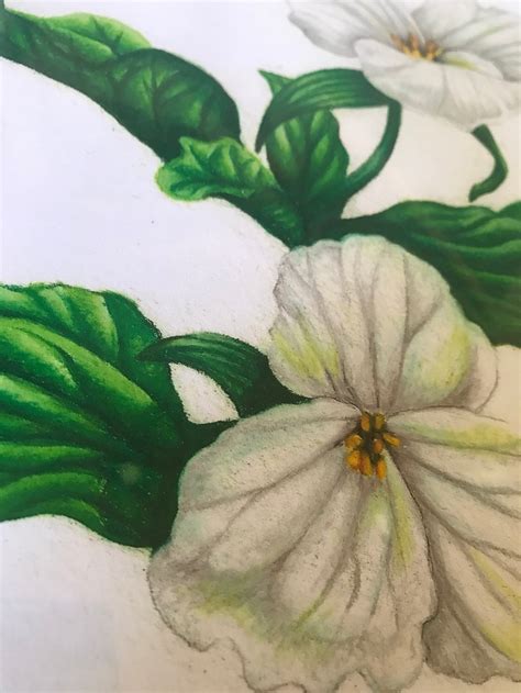 White Trillium Giclée Botanical Illustration Print Etsy