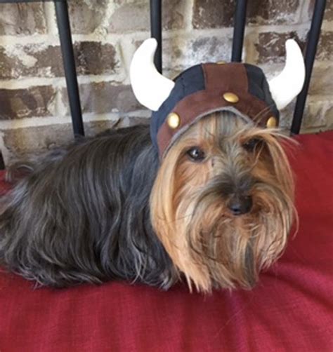 Viking Helmet Dog Hat By Dogo Baxterboo