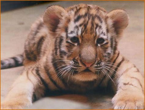 Gambar Anak Harimau Comel Kunjungi Anak Harimau Comel Sempena