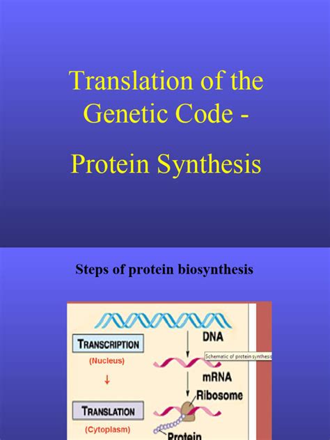 05 Protein Synthesis Animation Pdf