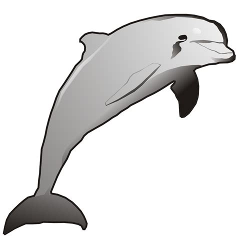Vector For Free Use Dolphin