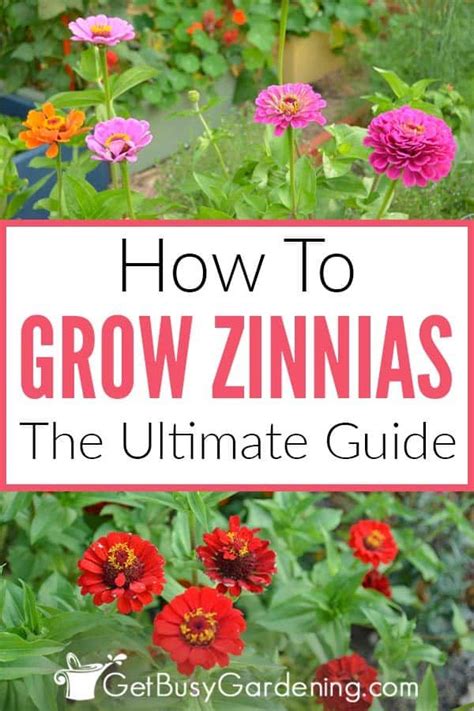 How To Grow Zinnias The Ultimate Guide Easiest Flowers To Grow