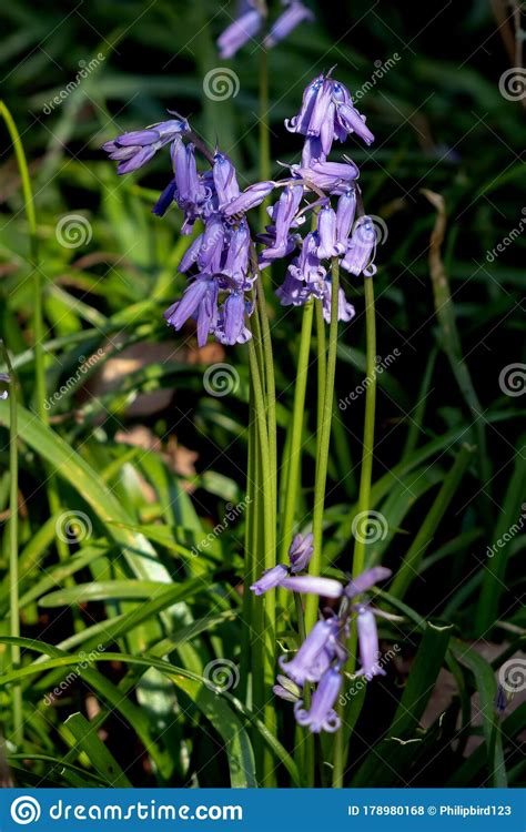 A Clump Of Bluebells Flowering In The Spring Sunshine Stock Photo