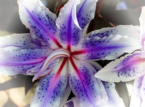 Purple Lily By Joyce Baldassarre