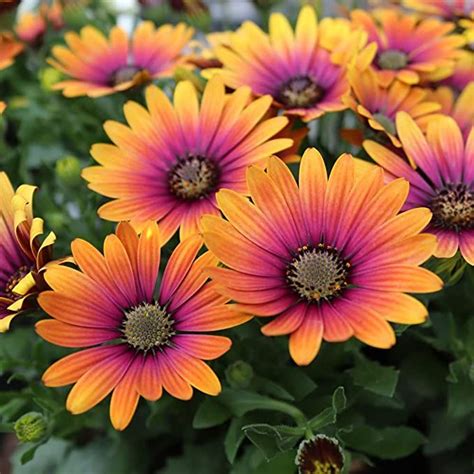 Osteospermum Soprano Purple African Daisy Artofit