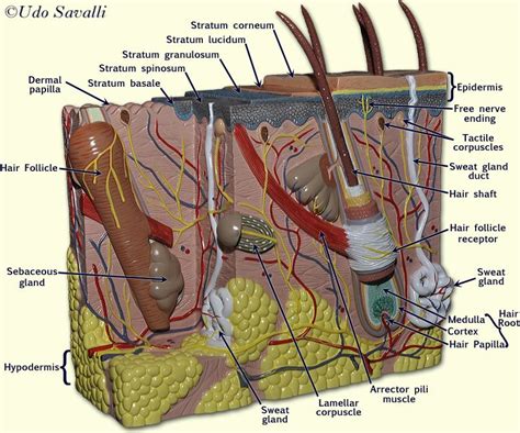 Pin By Krystal Smith On Integumentary System Skin Model Human