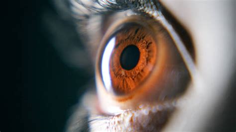 610 Dilated Eyes Stock Photos Pictures And Royalty Free Images Istock