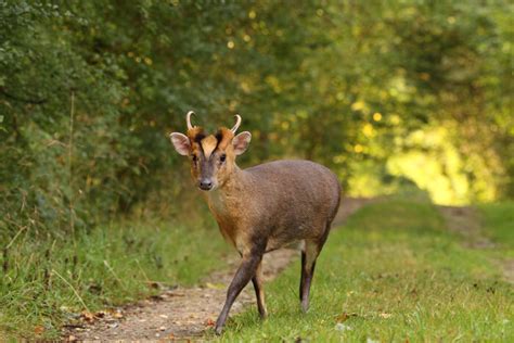 Muntjac Deer Facts Information Hd Pictures And All Details