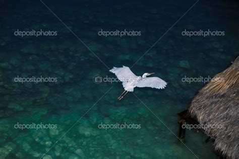 Big White Bird Doing A Night Flight Home — Stock Photo © Vitaldrum