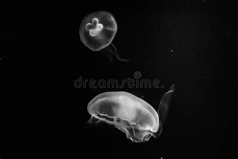 Jellyfish Stock Photo Image Of Aqua Undersea Aquarium 49583158