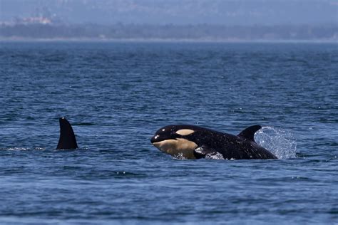 New Calves Bring Hope But No Reprieve From Extinction Risk Wild Orca