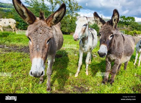 Donkeys In A Pasture Stock Photo Alamy