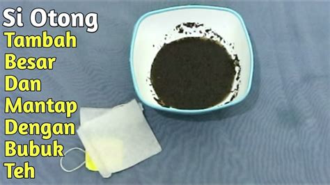 5 cara menanam ginseng jawa di pot atau polybag dengan metode penanaman biji dan stek batang yang dapat anda aplikasikan di rumah dengan langkah sederhana. Cara Memuat Obat Kuat Dari Teh Celup - YouTube