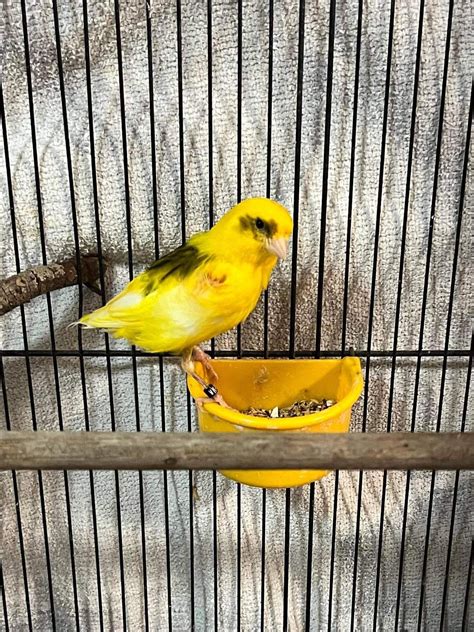 Blood on wings? My sisters canary Jeff has blood spots on his shoulders