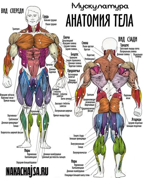 Anatomija Tela 484522 — карточка пользователя Skazi18 в Яндекс