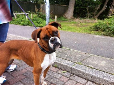 Because it takes into account that not all dogs breeds age the same way. Ellie - 2 year old male Boxer dog for adoption