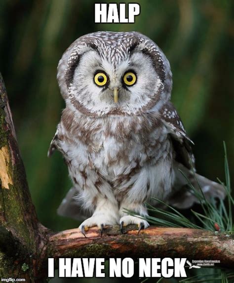 Owl Imgflip