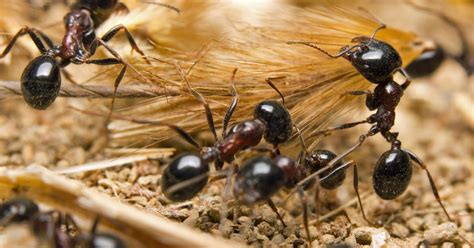 Was hilft wirklich gegen ameisen und wie wirst du sie wieder los? Ameisen bekämpfen: Was funktioniert wirklich? - Mein ...