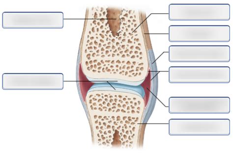 The Structure Of A Synovial Joint Sagittal Section Diagram Quizlet