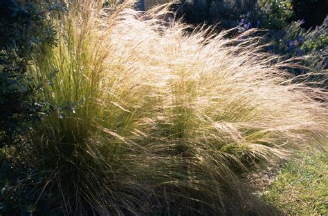 How To Grow And Care For Mexican Feather Grass