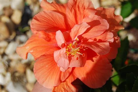 The buds all fall off the plant. Double orange | Hibiscus, Flowers, Bloom